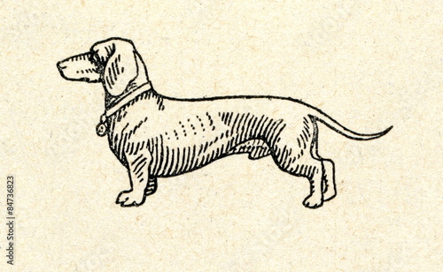 Fototapeta Naklejka Na Ścianę i Meble -  Dachshund