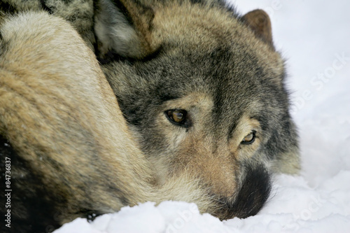 sad wolf