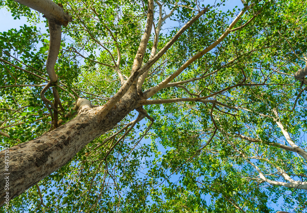Obraz premium spring landscape of trees against the sky