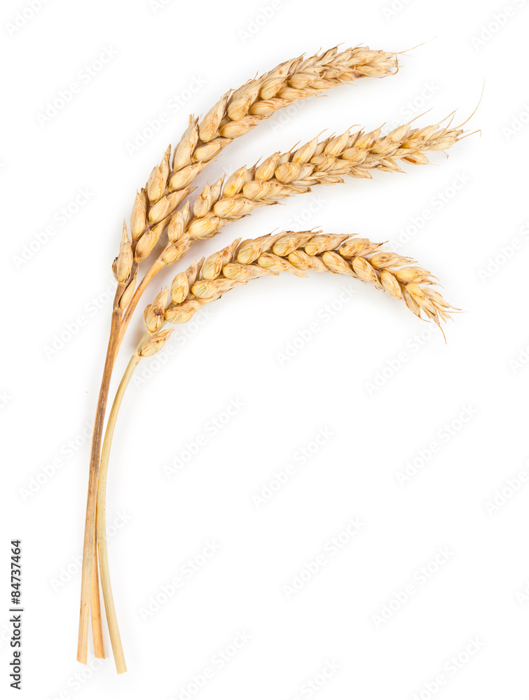 Ripe ears of wheat isolated on white background - obrazy, fototapety, plakaty 