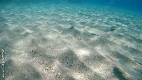 Fringelip mullet (Crenimugil crenilabis) It feeds on the sand  photo