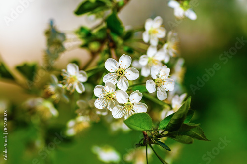 Blossoming cherry