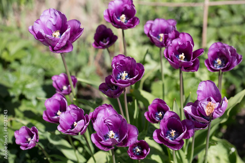 Purple tulips against blurred green background