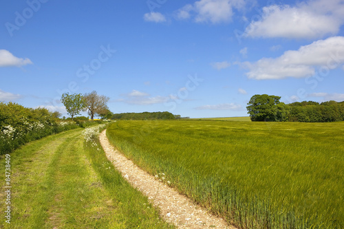 bridleway and barley field