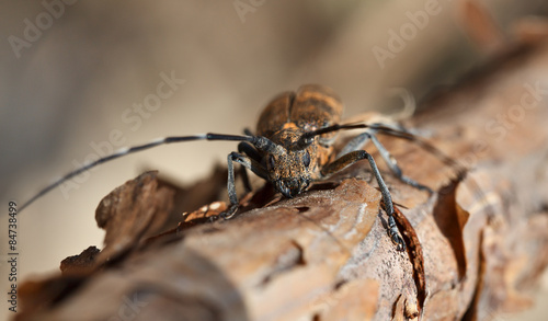 En face of beetle with long antennae