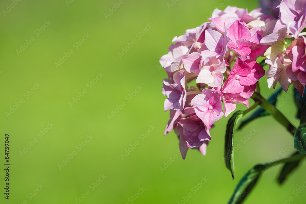 Fototapeta premium Pink hydrangea flower