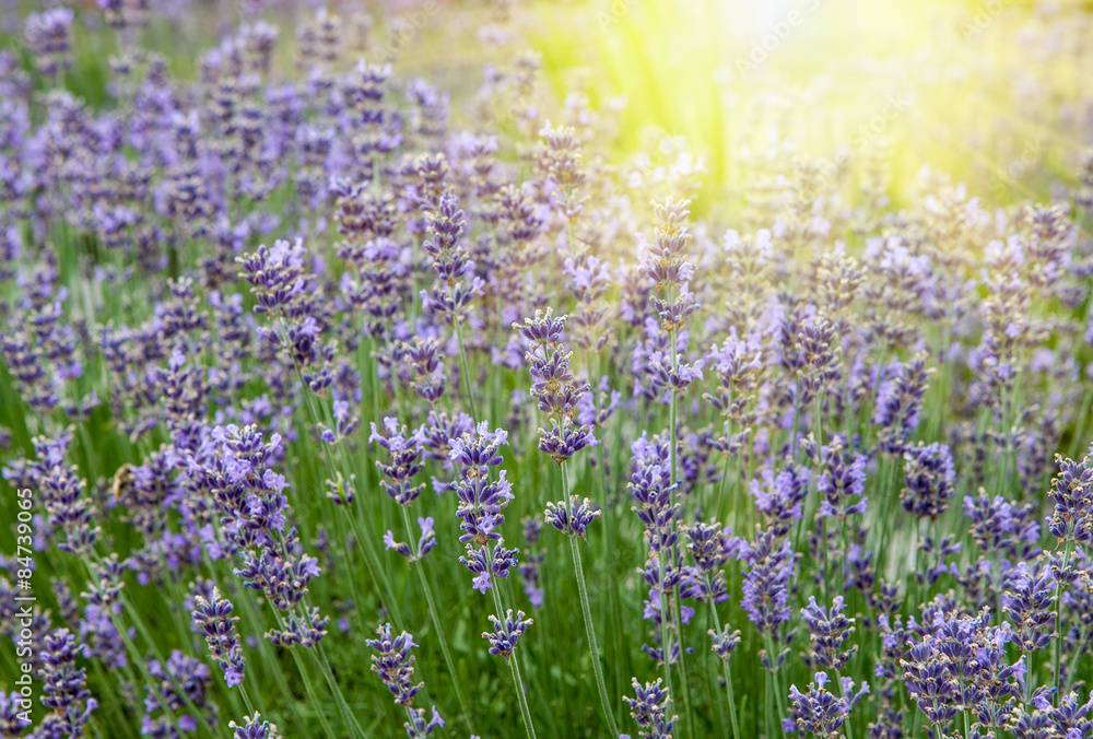 Fototapeta premium Beautiful lavender flowers in the rays of the setting sun