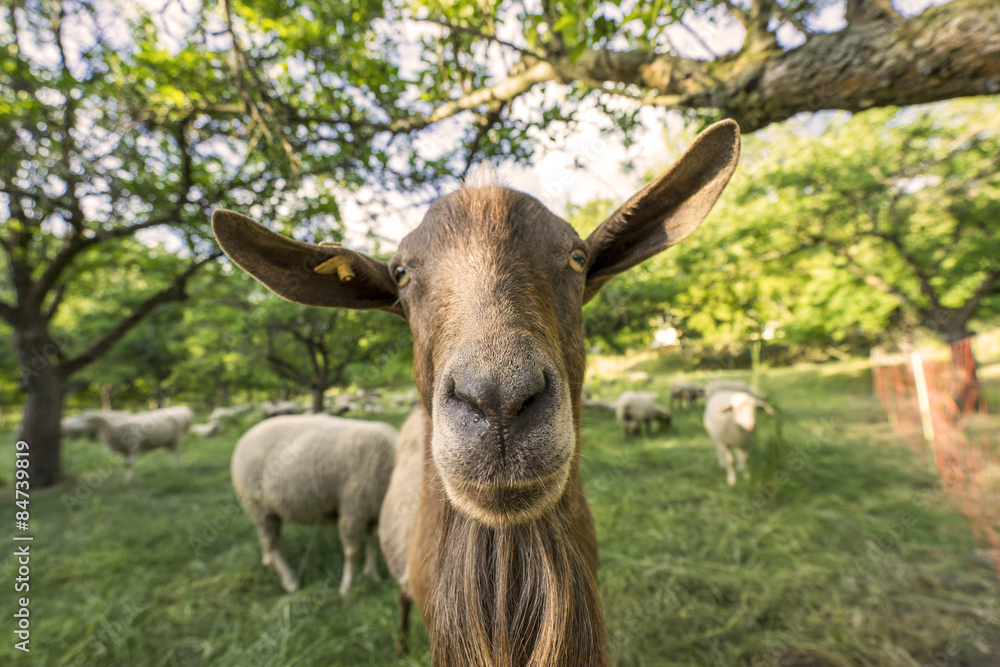 Obraz premium Schafe auf der Weide