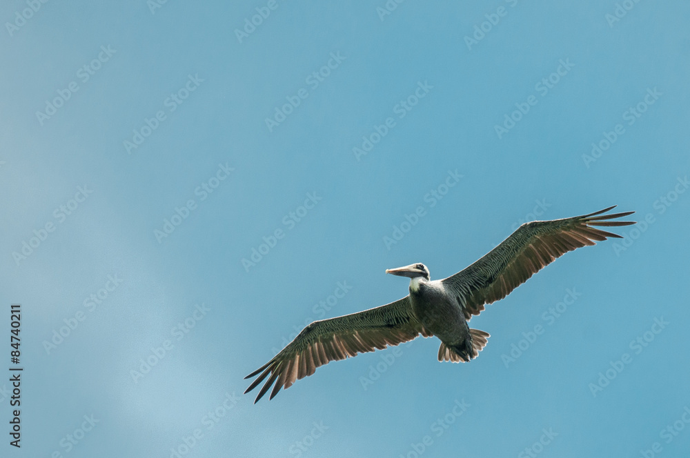 Fototapeta premium Pelican Flying