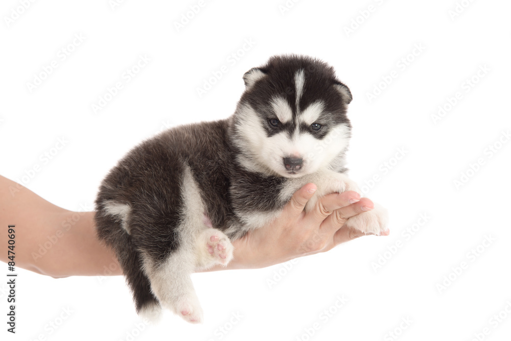 Hand holding siberian husky puppy
