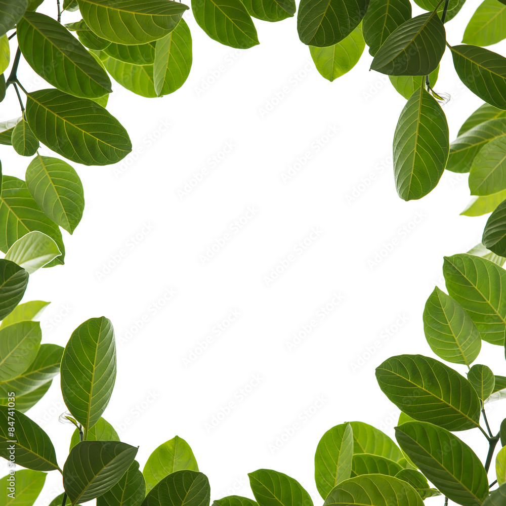 green leaf frame isolated on white background green leaf frame isolated on white background