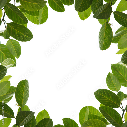 green leaf frame isolated on white background