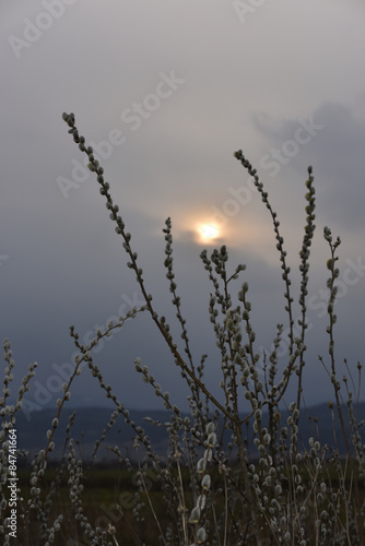 Willow buds in twilight