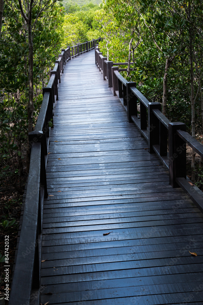  Boardwalk for nature trail in mangrove forest