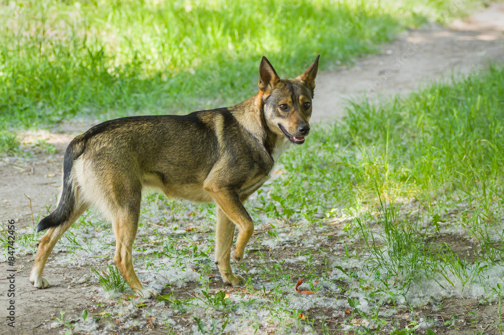 Lonely Caspian gull on a rock in Kakhovka Reservoir, Ukraine.