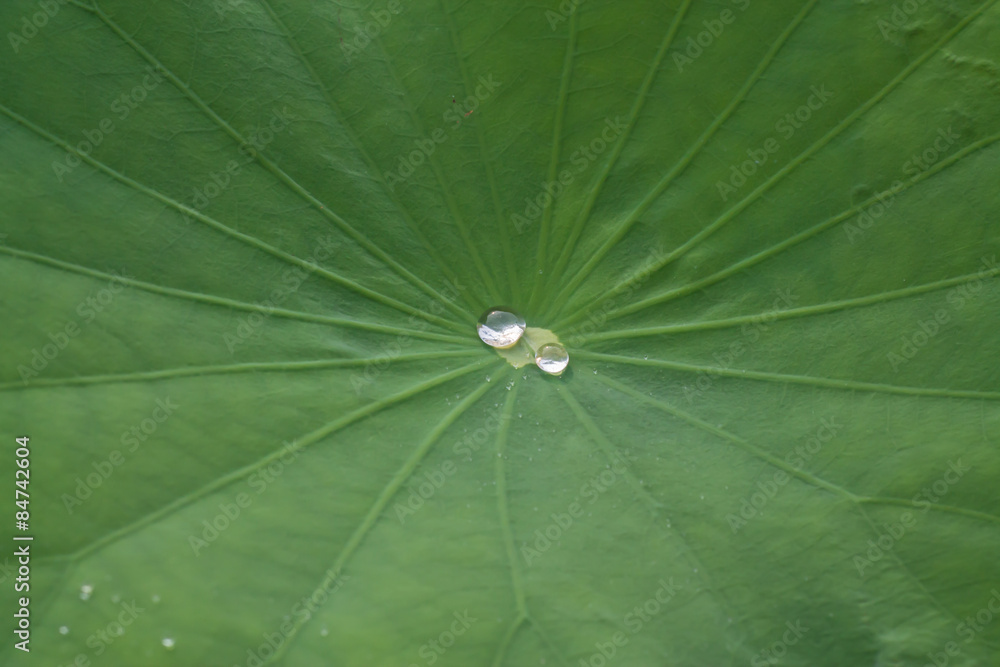 Drops of water on a lotus leaf Drops of water on a lotus leaf
