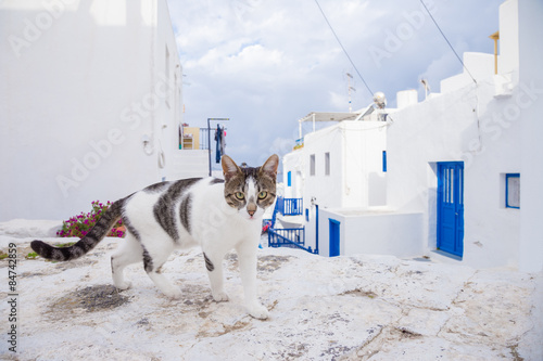Fototapeta Naklejka Na Ścianę i Meble -  Cat on the street at Mykonos, Greece