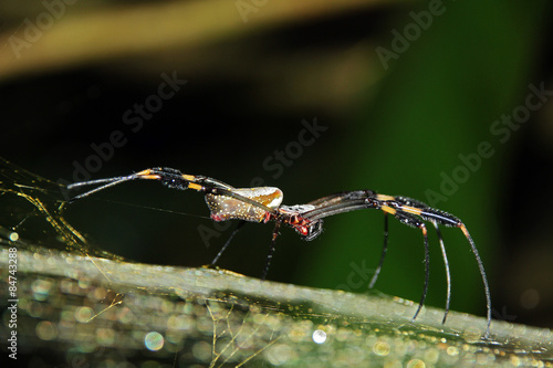 Wallpaper Mural Golden Silk Orb-weaver (Nephila Clavipes, aka Golden Orb-weavers, Giant Wood Spider, Banana Spider) on Net Viewed from the Side, Corcovado, Costa Rica Torontodigital.ca