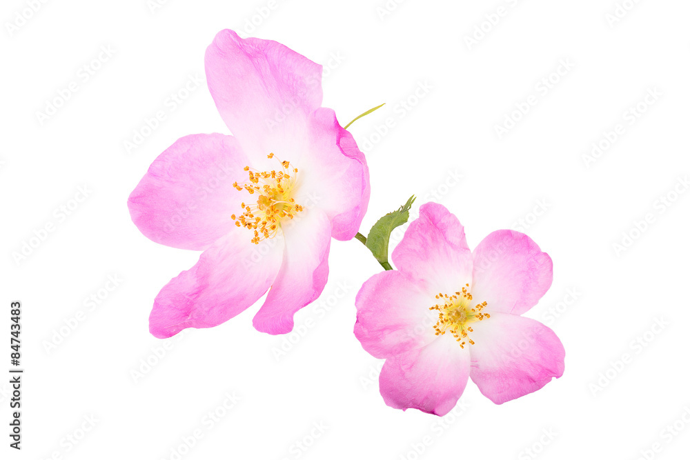 Fototapeta premium Two flower rose hips isolated on white background