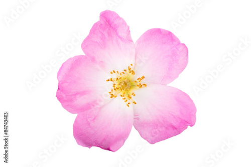One flower rose hips isolated on white background © strannik_fox