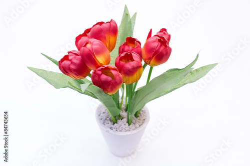 Wallpaper Mural plant Torontodigital.ca