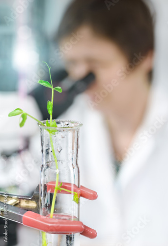 Experimental plant in a glass tube with a microscopist in lab co photo