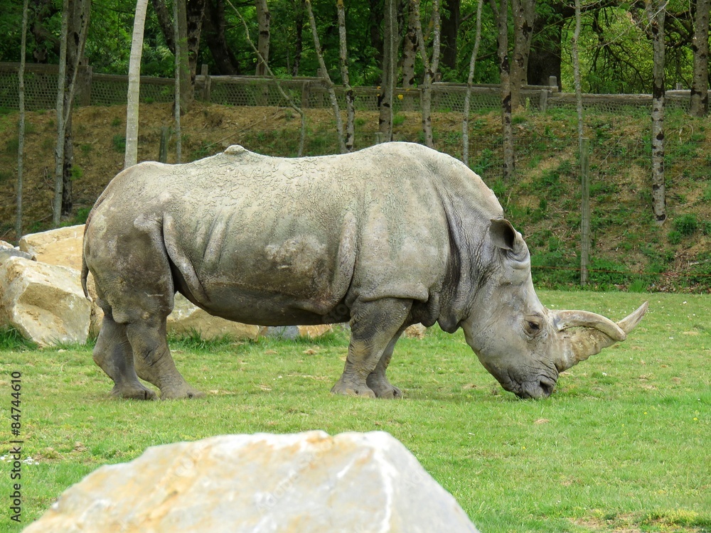 Naklejka premium rhinocéros