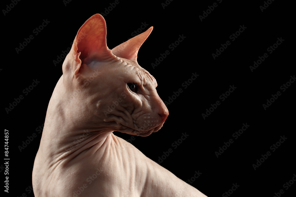 Bald cat. Cat of breed sphinx. Naked cat in Profile on Black