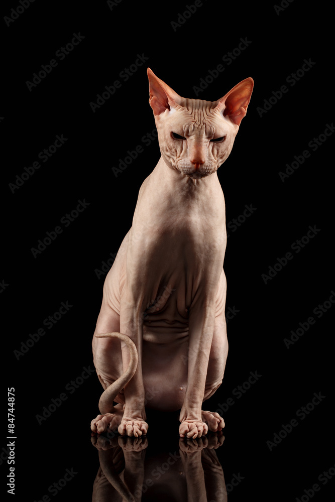 Pink Cat of breed sphinx Sits. Naked cat with Mirror on Black
