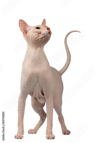 Pink Cat of breed sphinx. Naked cat Isolated on White