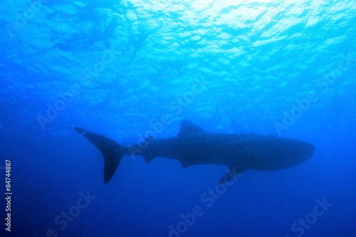 Whale Shark (Rhincodon Typus) and Snorkeler Silhouettes against the Surface from Below, South Ari Atoll, Maldives