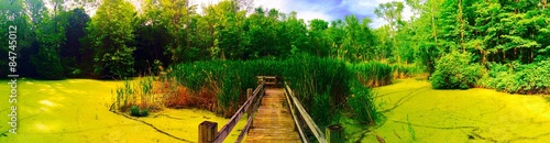 A beautiful swamp panorama