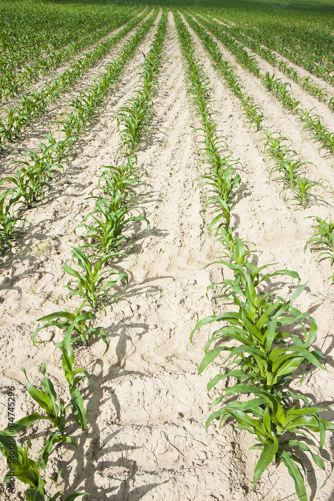Corn Field Corn Field