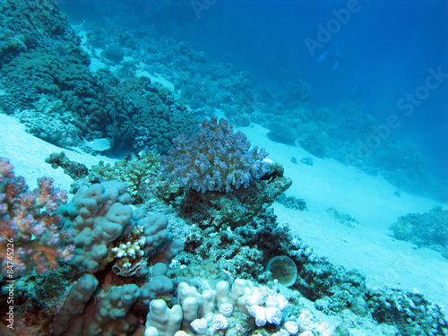bottom of tropical sea with coral reef on great depth