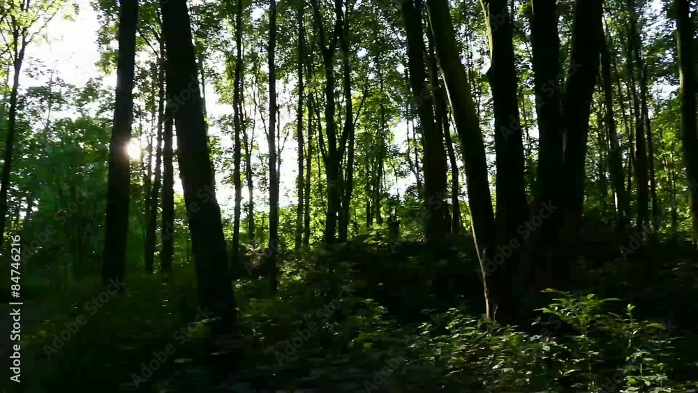 Sonnige Rundumsicht eines Waldes 