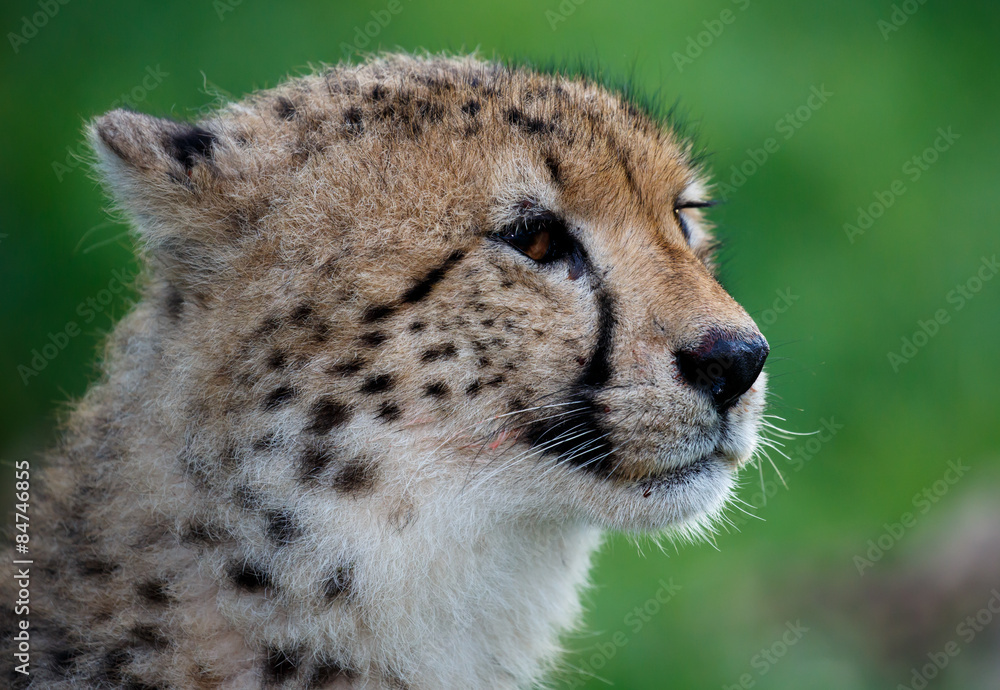Cheetah Portrait on Green Backround Cheetah Portrait on Green Backround