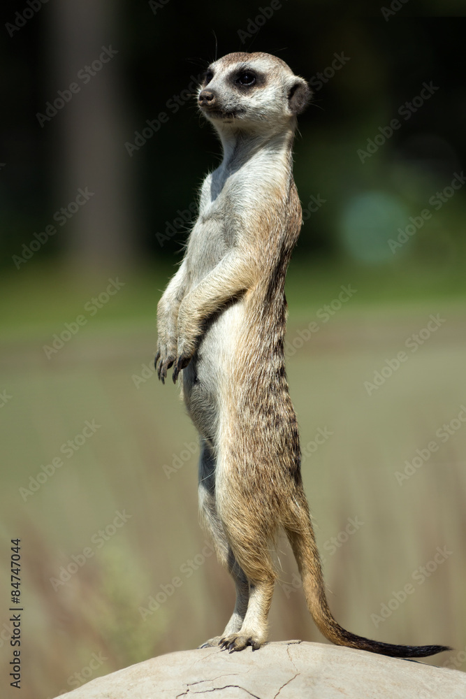 Fototapeta premium Meerkat
