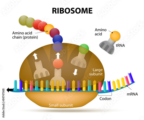 Interaction of a Ribosome with mRNA photo