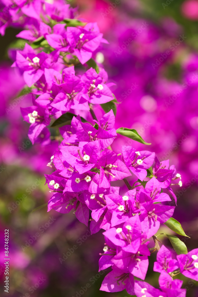 Bougainvillea Flower Bougainvillea Flower