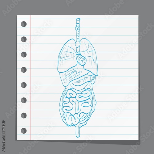 alimentary system on paper