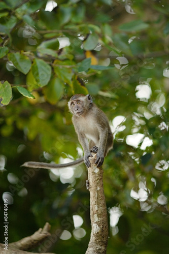 Jumping Macaque Monkey