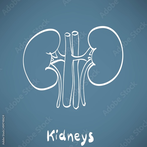 kidney anatomy chalk painted on the chalkboard medicine