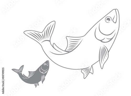 herring fish