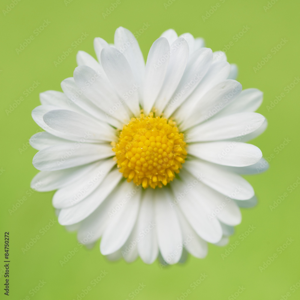 beautiful flower daisy on green background beautiful flower daisy on green background