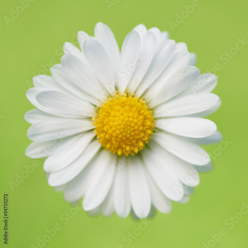 Fototapeta Naklejka Na Ścianę i Meble -  beautiful flower daisy on green background