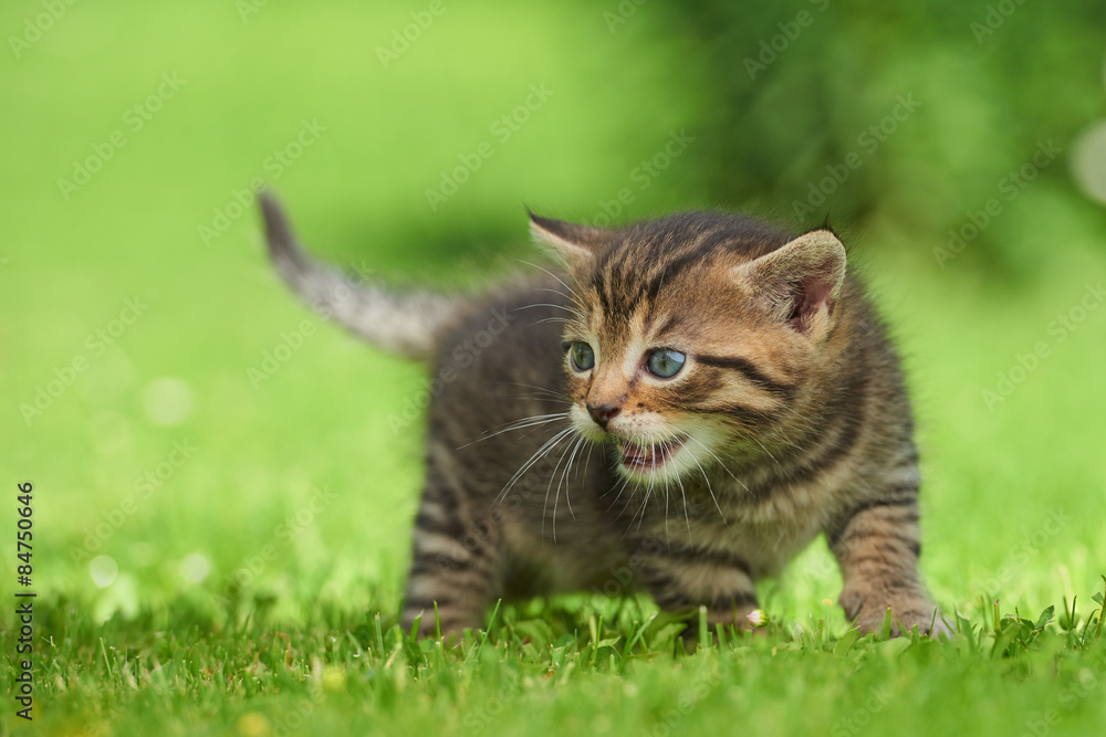 Little kitten on the grass