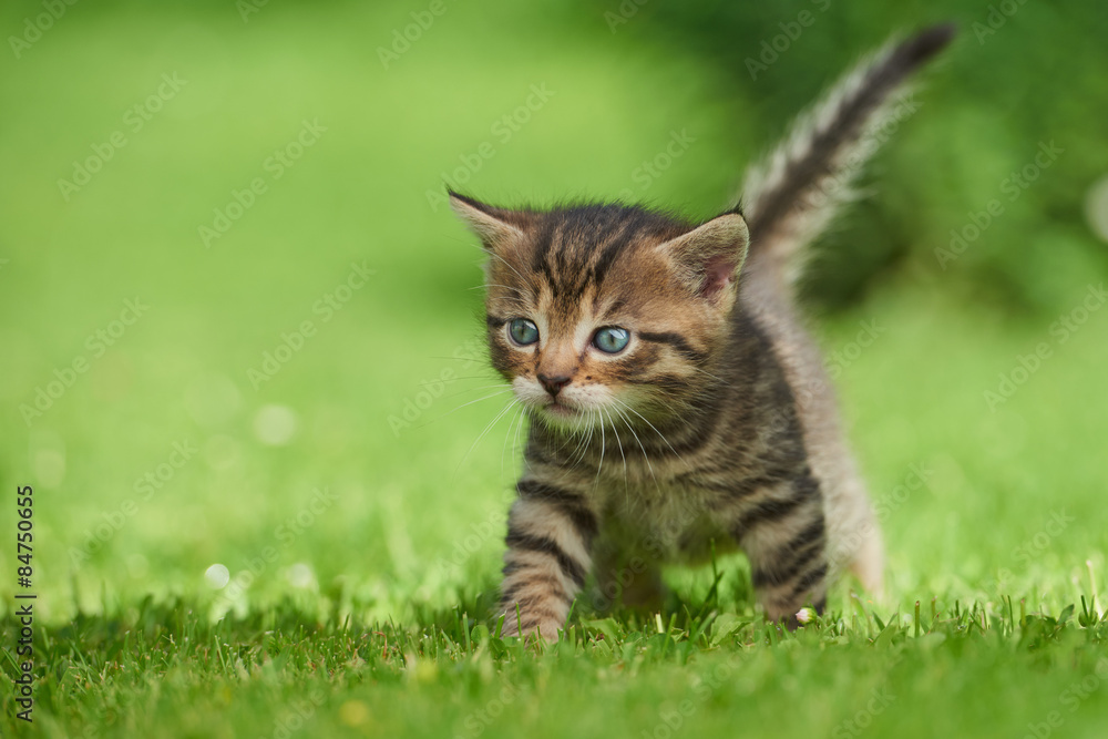 Little kitten on the grass