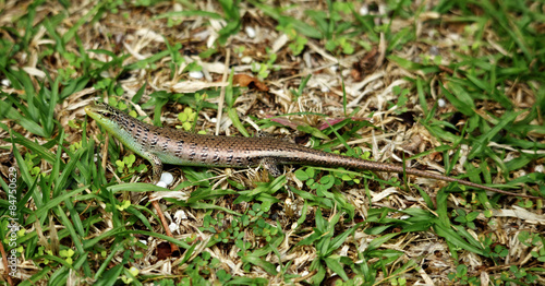 Small Skink