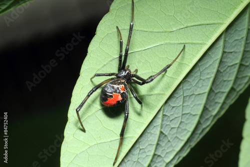 Red-back widow spider (Latrodectus hasseltii) in Japan
