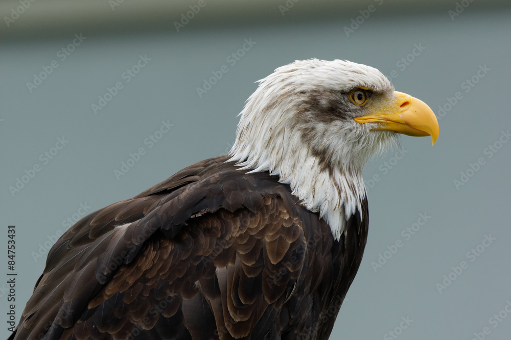 Fototapeta premium Weißkopfseeadler, Haliaeetus leucocephalus